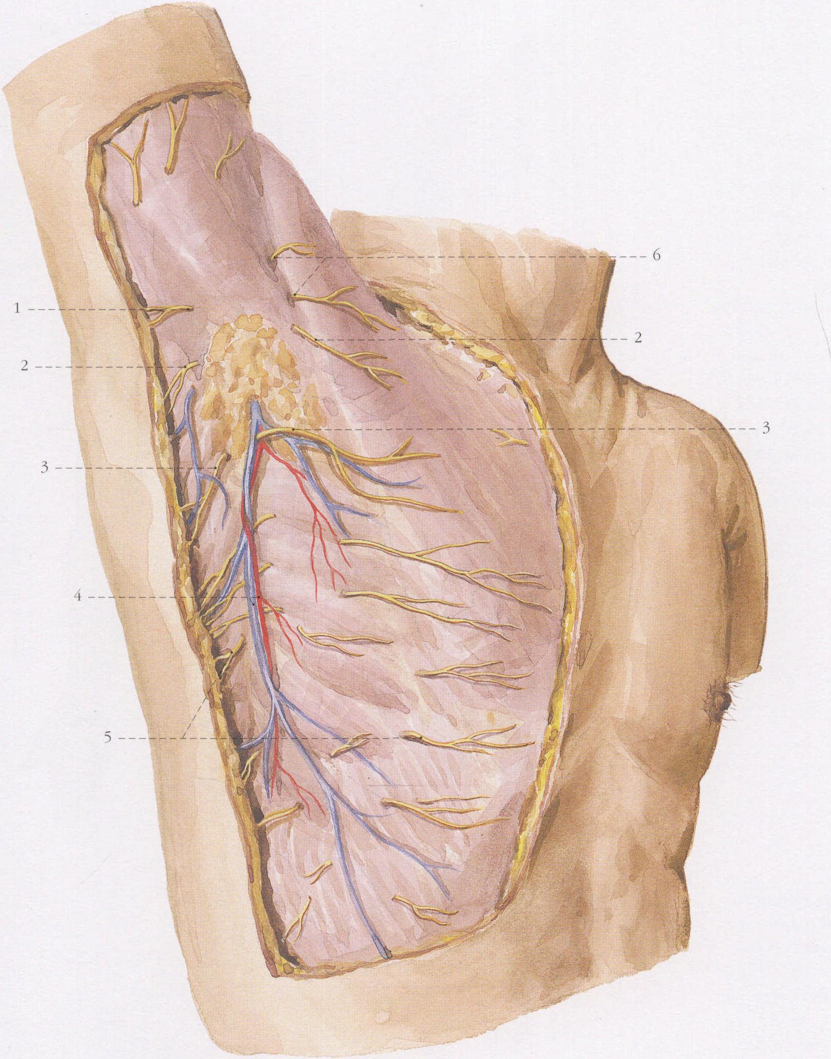 brachial artery图片